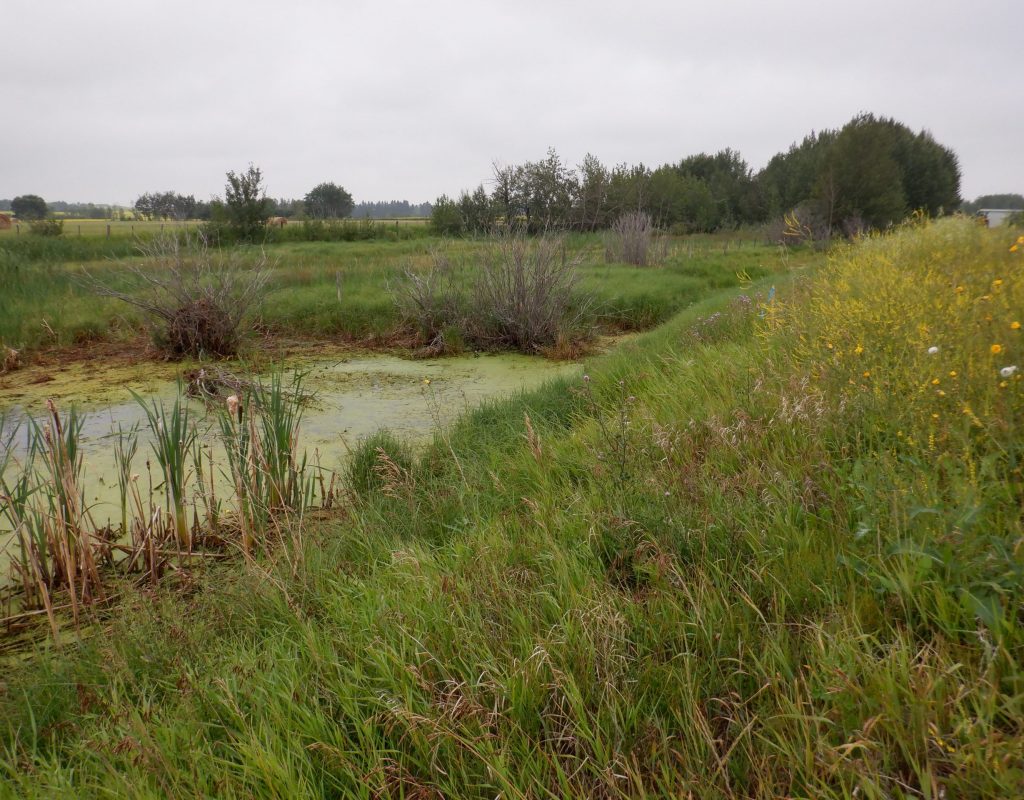 CPP - wetland pic 1[41]